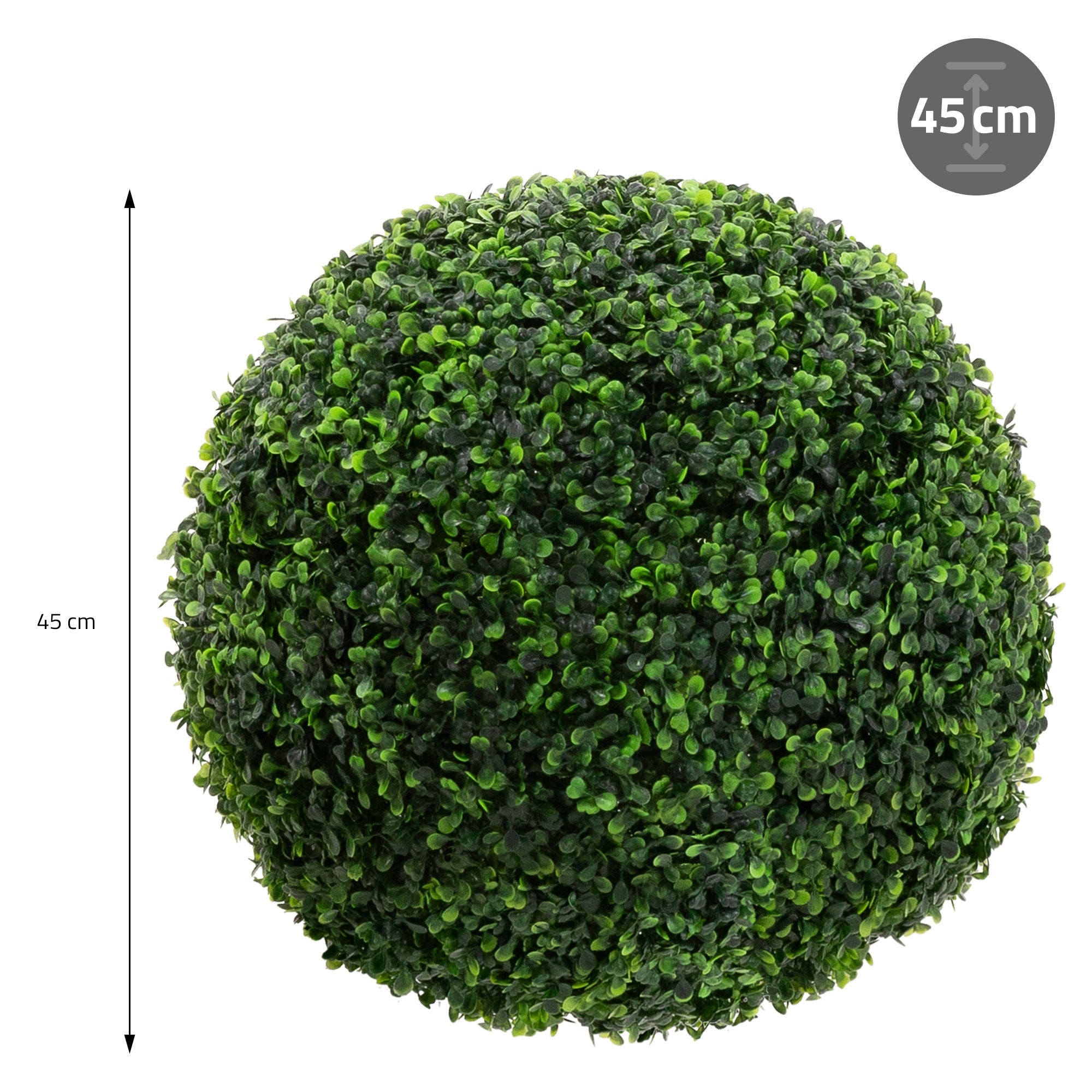 Eine runde, grüne Pflanze mit einem Durchmesser von 45 cm, auf einem weißen Hintergrund.