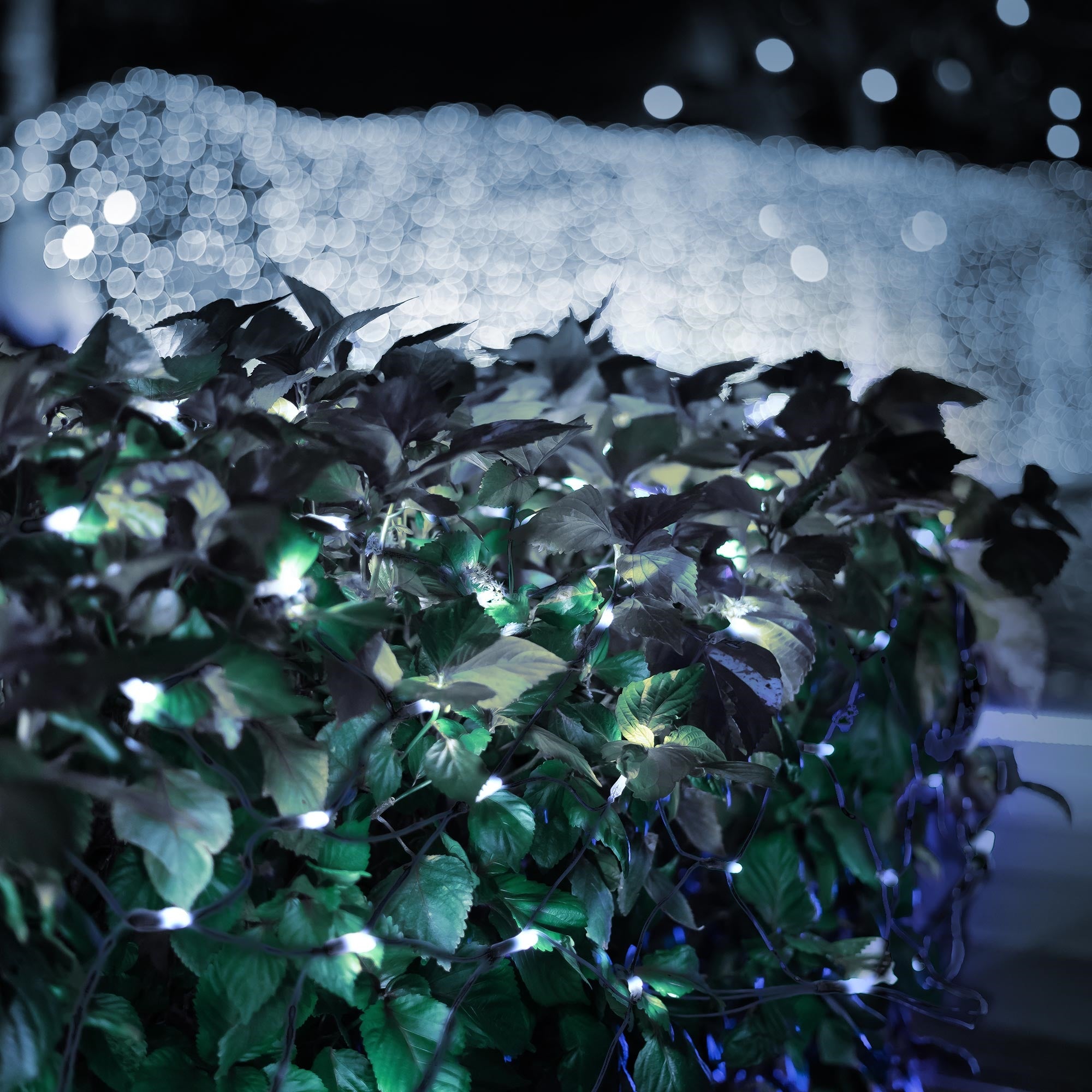 Arbusto iluminado con hojas verdes y luces azules, fondo desenfocado.